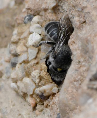 Réf. 283 048 : Hoplitis sp.
